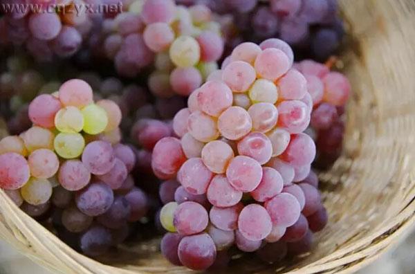 葡萄.jpg