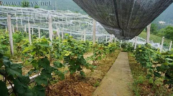 2016武隆白马葡萄采摘全攻略 吃货必备!.jpg