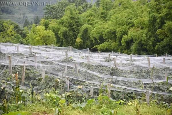 2016武隆白马葡萄采摘全攻略 吃货必备!.jpg