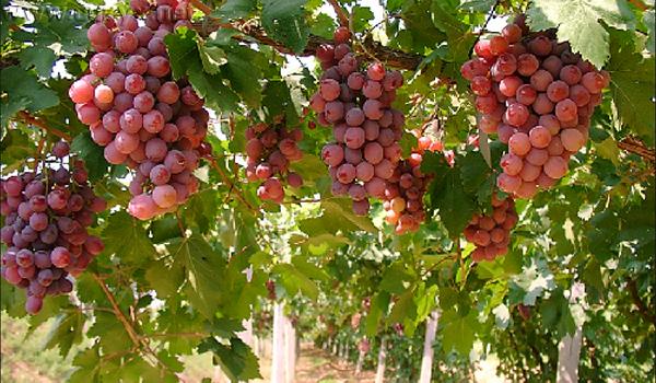 2016重庆主城周边葡萄采摘地大全 周末约哪儿?.jpg