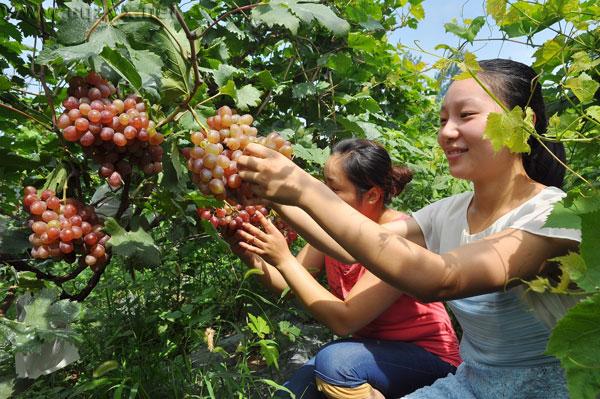 2016重庆主城周边葡萄采摘地大全 周末约哪儿?.jpg