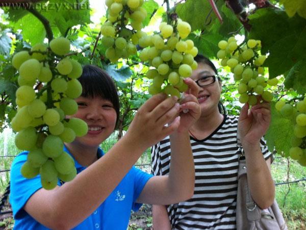 2016重庆主城周边葡萄采摘地大全 周末约哪儿?.jpg