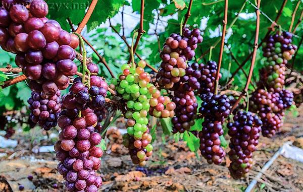 2016重庆主城周边葡萄采摘地大全 周末约哪儿?.jpg