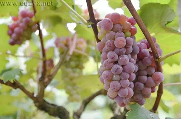 2016重庆主城周边葡萄采摘地大全 周末约哪儿?.jpg