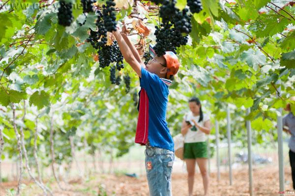 2016重庆主城周边葡萄采摘地大全 周末约哪儿?.jpg