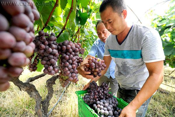 2016重庆主城周边葡萄采摘地大全 周末约哪儿?.jpg