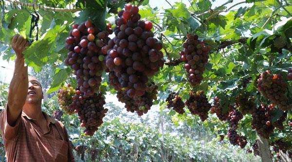 2016重庆主城周边葡萄采摘地大全 周末约哪儿?.jpg