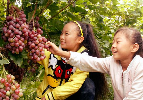 2016重庆主城周边葡萄采摘地大全 周末约哪儿?.jpg