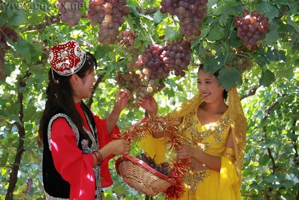 2016重庆主城周边葡萄采摘地大全 周末约哪儿?.jpg