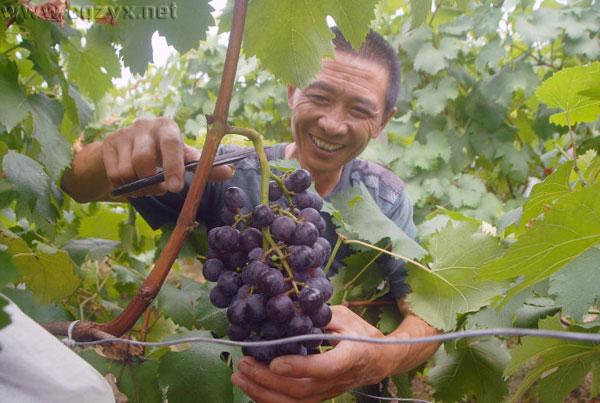 2016重庆主城周边葡萄采摘地大全 周末约哪儿?.jpg