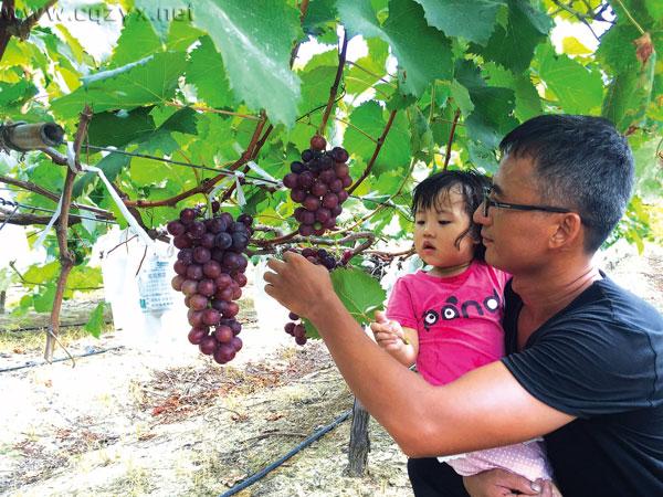 2016重庆主城周边葡萄采摘地大全 周末约哪儿?.jpg