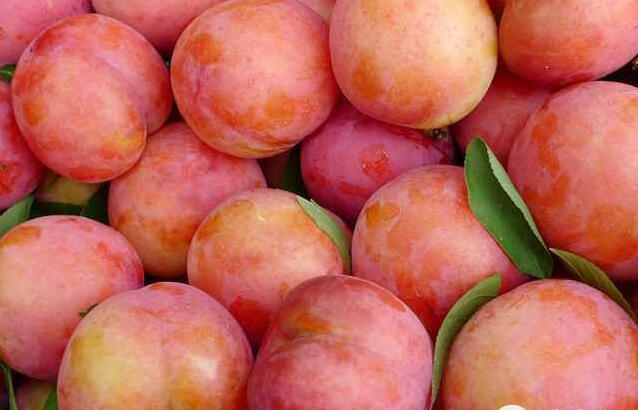 重庆十大李子园 享受采摘感受田园