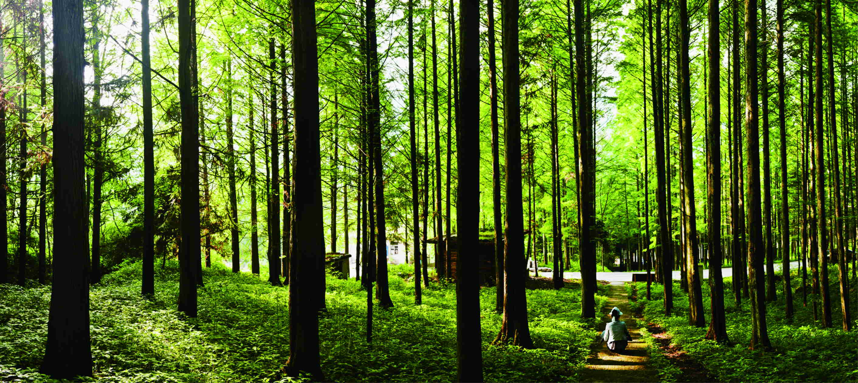 涪陵武陵山森林公园