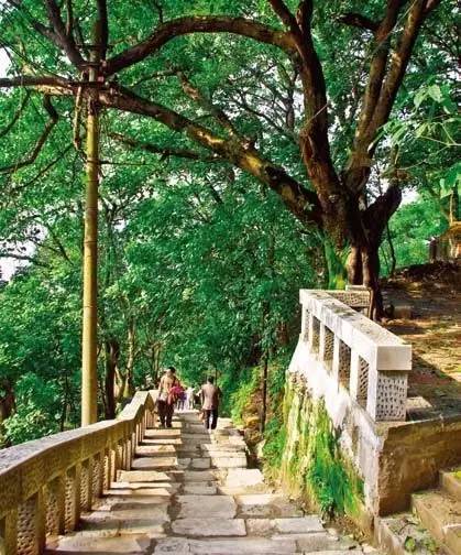 南山黄葛古道步道