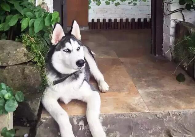 磁器口猫大人咖啡馆