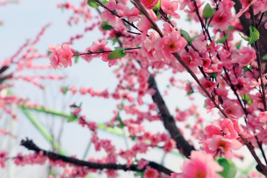 樱花.jpg 樱花.jpg