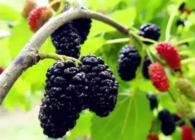 学生陈静2.png 学生陈静2.png